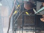 Love Birds