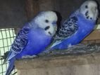 Love Birds
