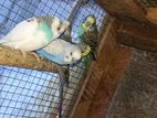 Love Birds
