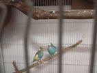 Love Bird's