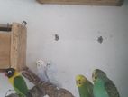 Love Birds