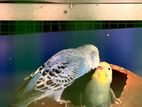 Love birds