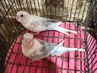 Love Birds