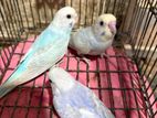 Love Birds