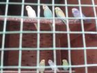 love birds