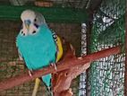 Love Birds