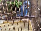 Love Birds
