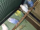 Love Birds