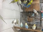 Love Birds