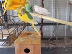love birds