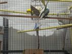 Love Birds