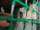 Love birds