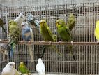 Love Birds