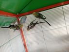 Love Birds