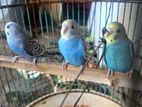 Love Birds