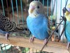 Love Birds