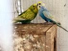 Love Birds