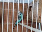 Love Birds