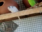 Love Birds