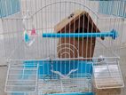 Love Birds