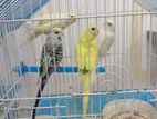 Love Birds