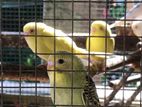Love Birds