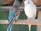 Love Birds