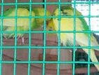 Love Birds