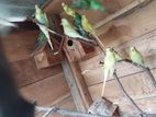Love Birds