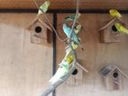 love birds