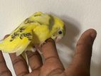 Love Birds