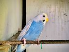 Love Birds