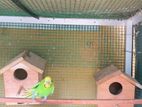 Love Birds