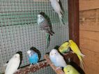 Love Birds