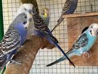 Love Birds