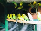 Love Birds