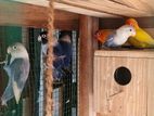 Love Birds