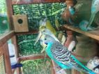 Love Birds