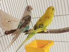 Love Birds