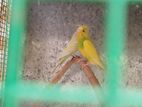 Love Birds