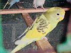 Love Birds