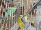 Love Birds