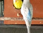 Love Birds