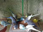 Love Birds