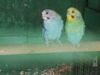 love birds