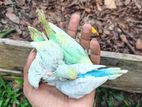 Love Birds