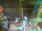 Love Birds