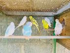Love Birds