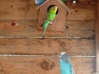love birds