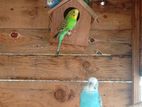 Love Birds